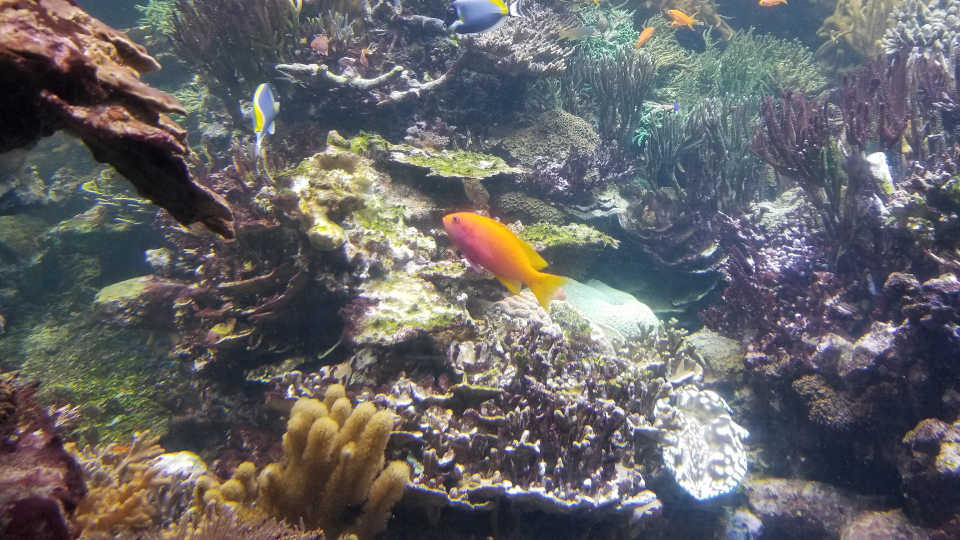 Long Island Aquarium - Coral Reef tank