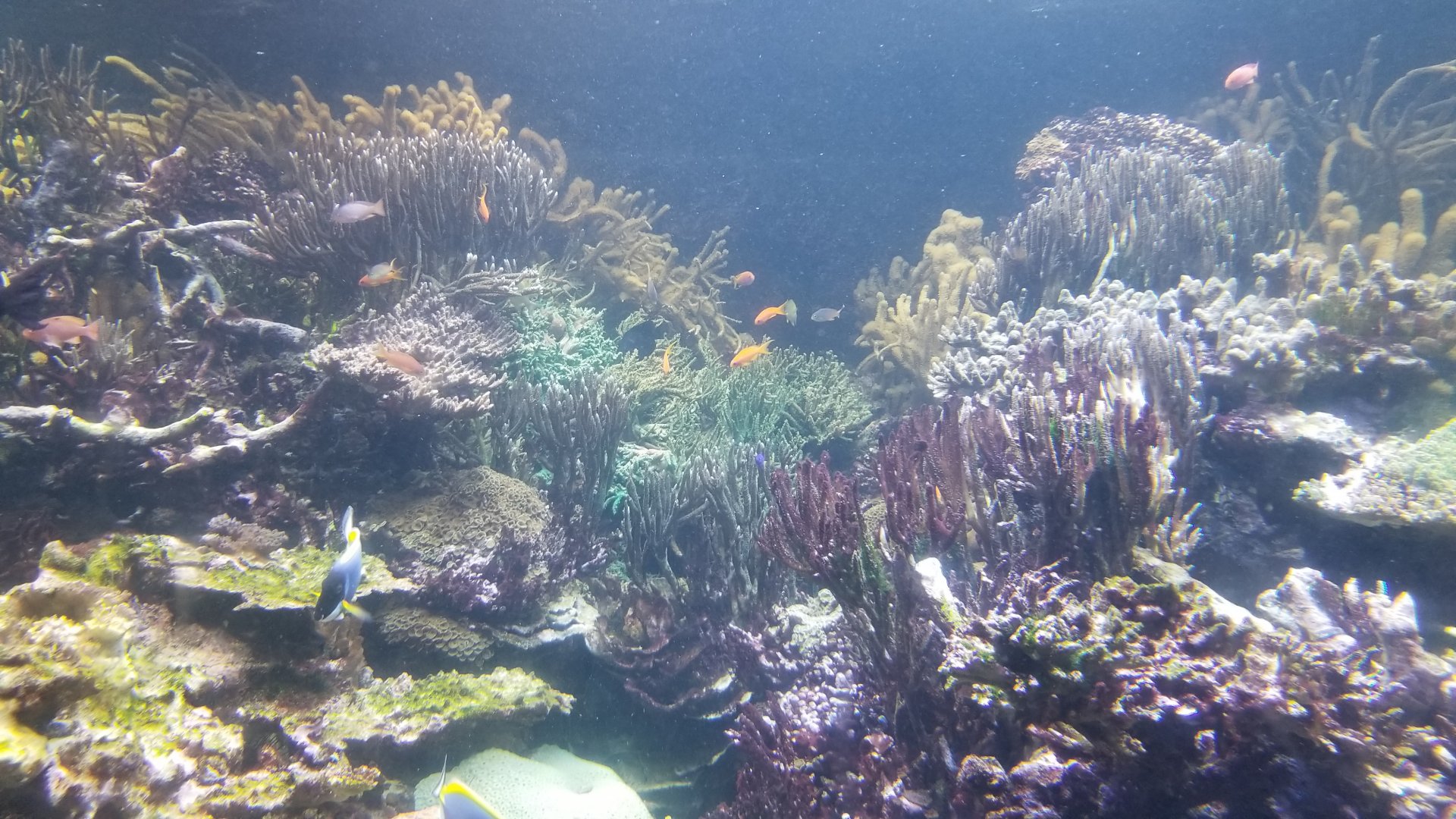 Long Island Aquarium - Coral Reef tank
