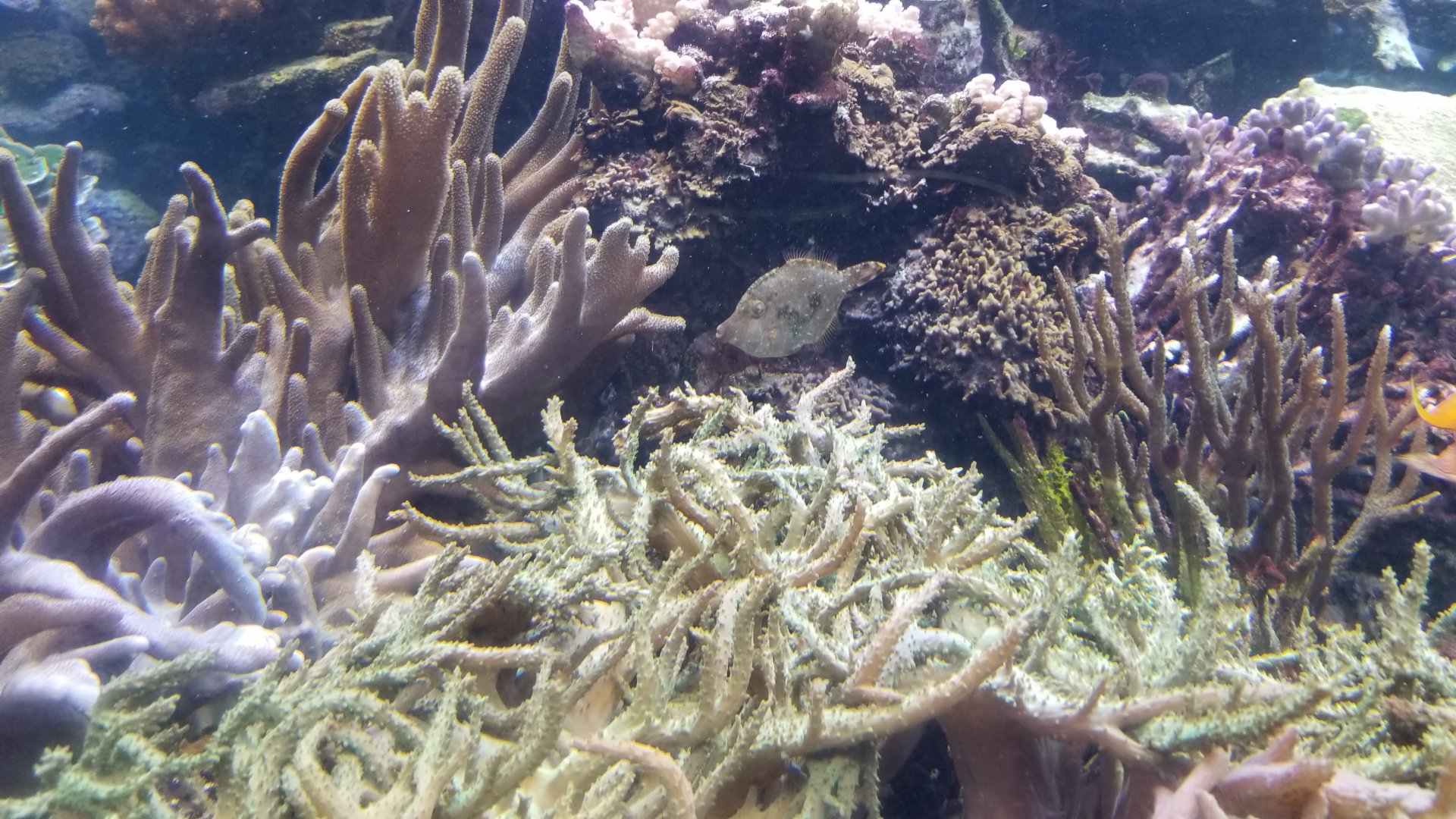 Long Island Aquarium - Coral Reef tank