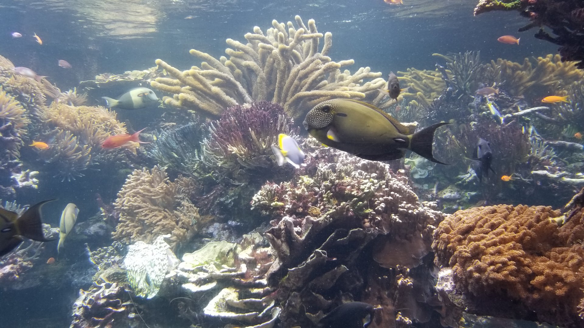 Long Island Aquarium - Coral Reef tank