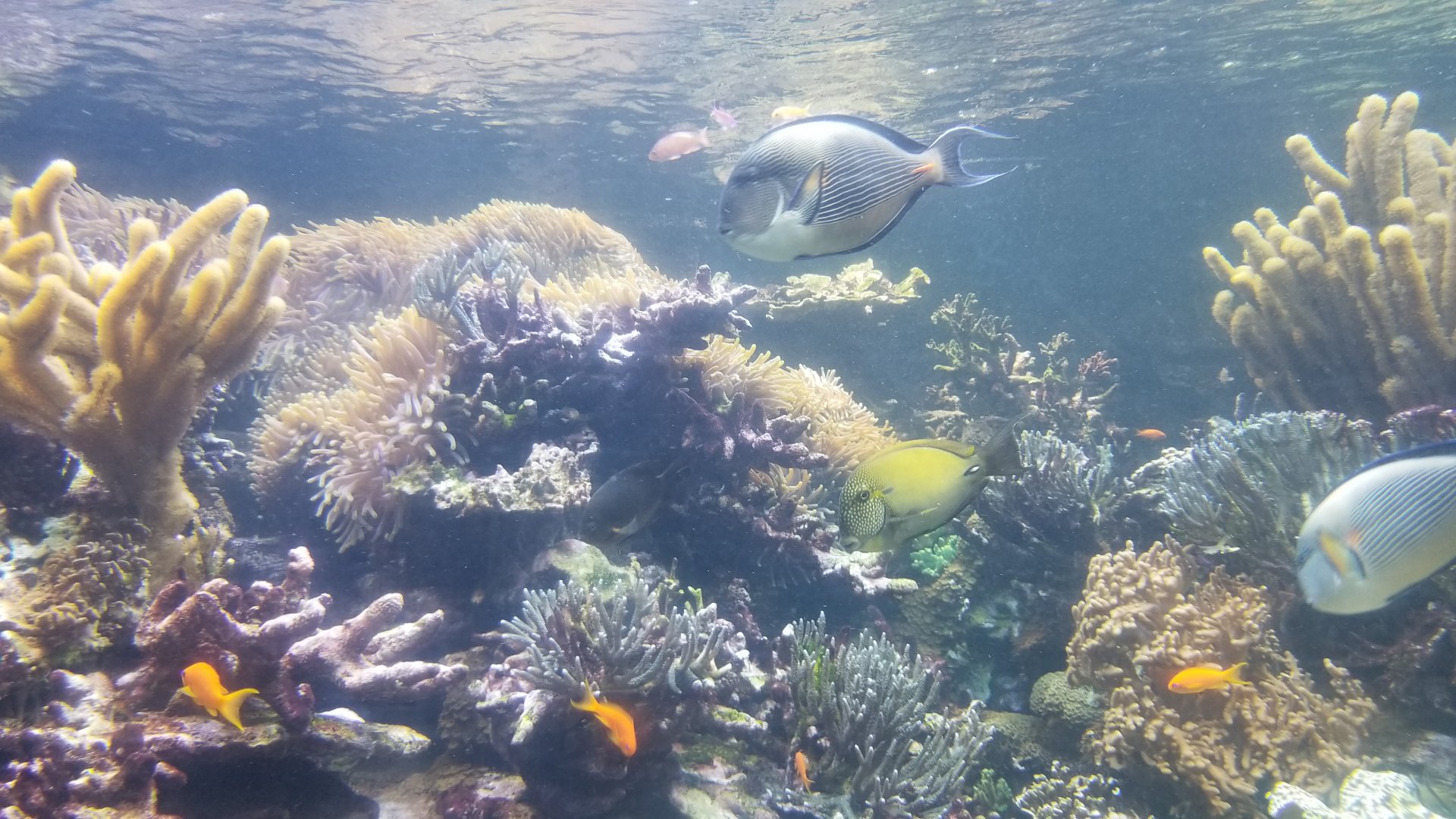 Long Island Aquarium - Coral Reef tank