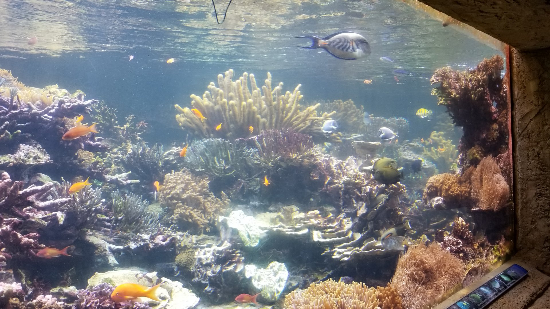 Long Island Aquarium - Coral Reef tank