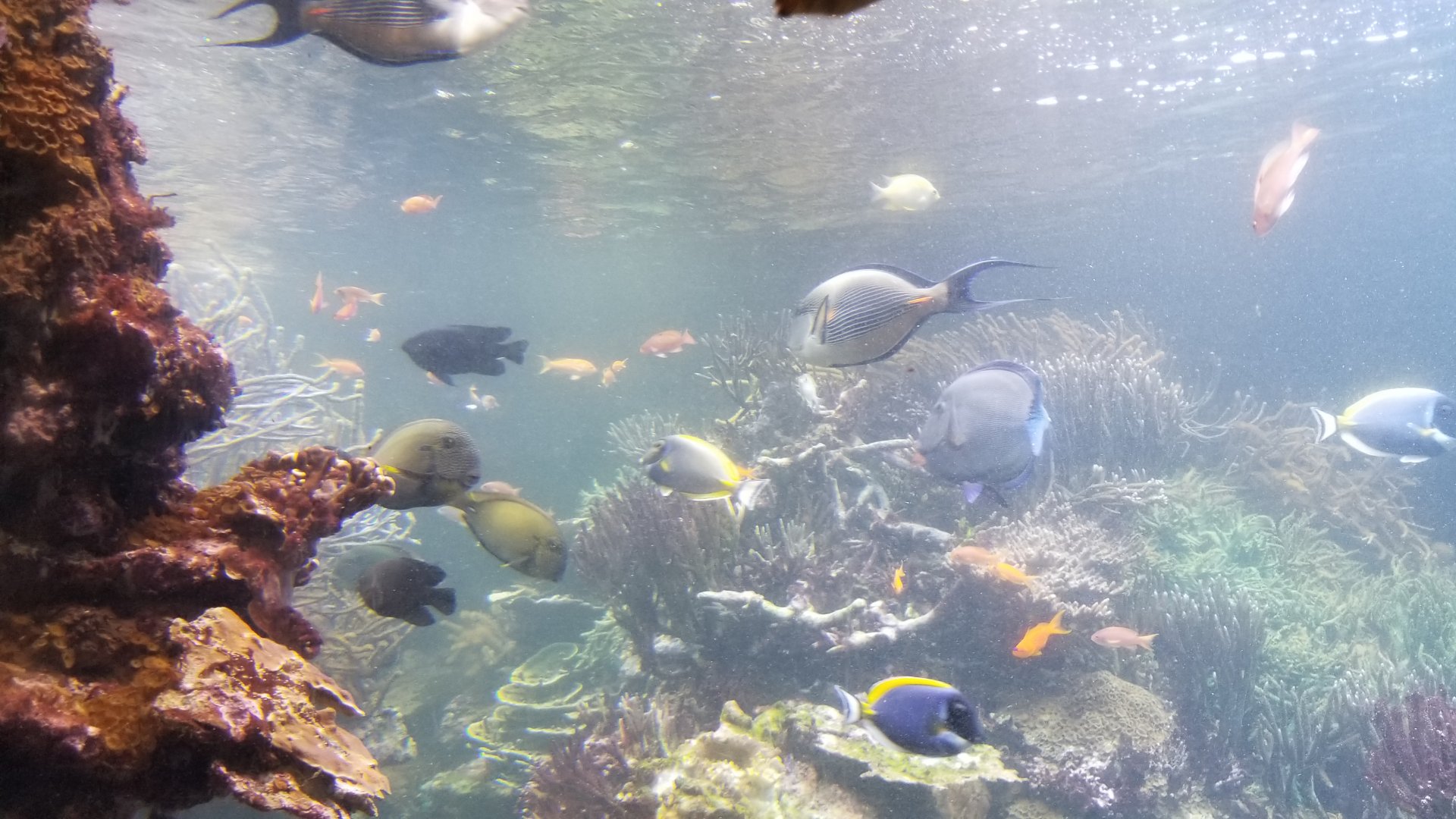 Long Island Aquarium - Coral Reef tank