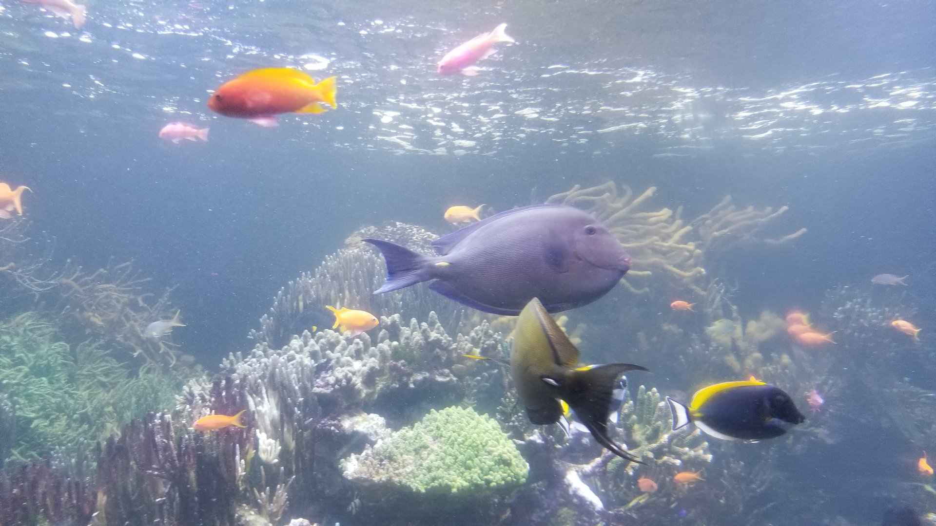 Long Island Aquarium - Coral Reef tank
