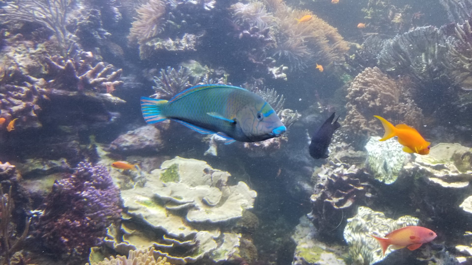 Long Island Aquarium - Coral Reef tank