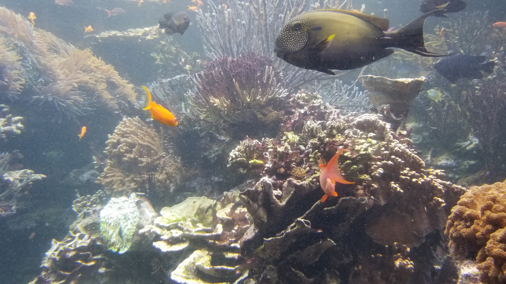 Long Island Aquarium - Coral Reef tank