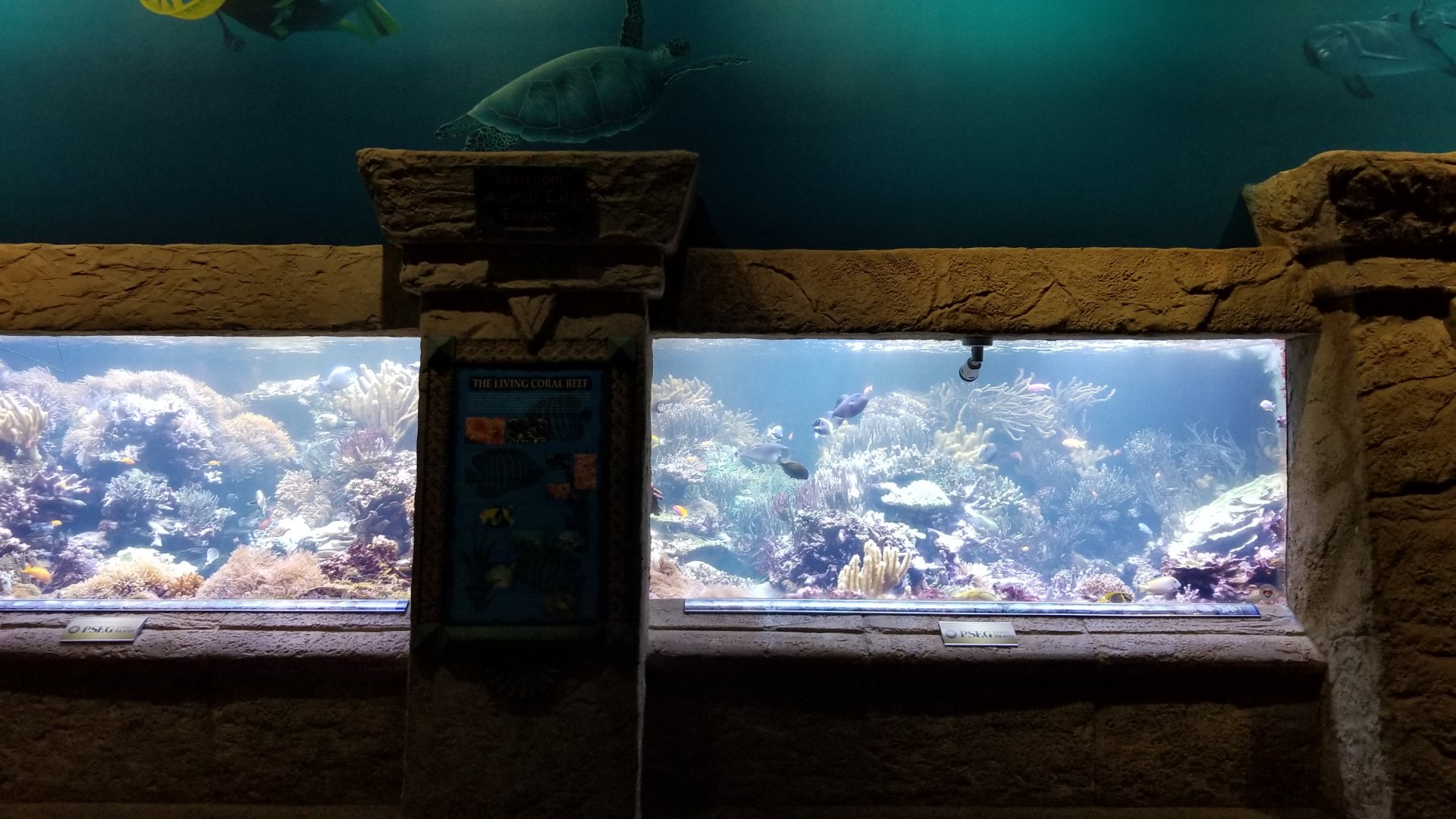 Long Island Aquarium - Coral Reef