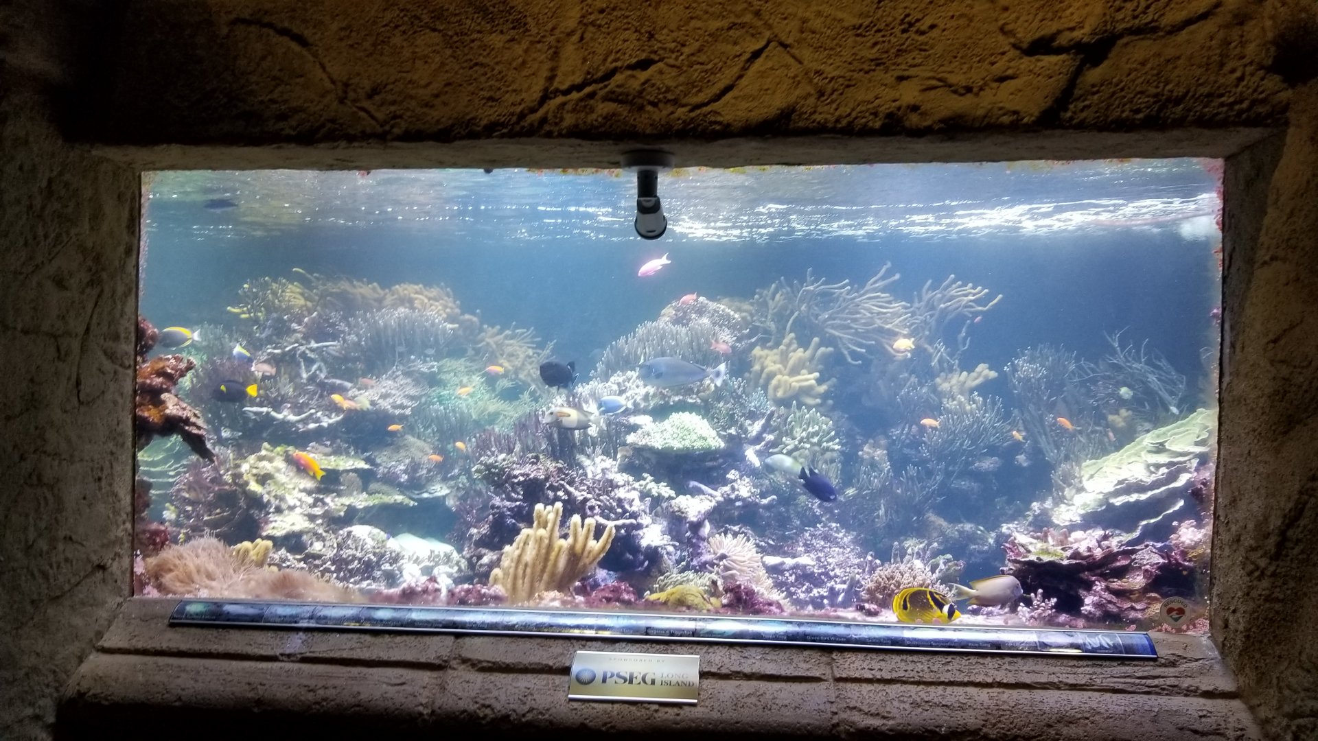Long Island Aquarium - Coral Reef