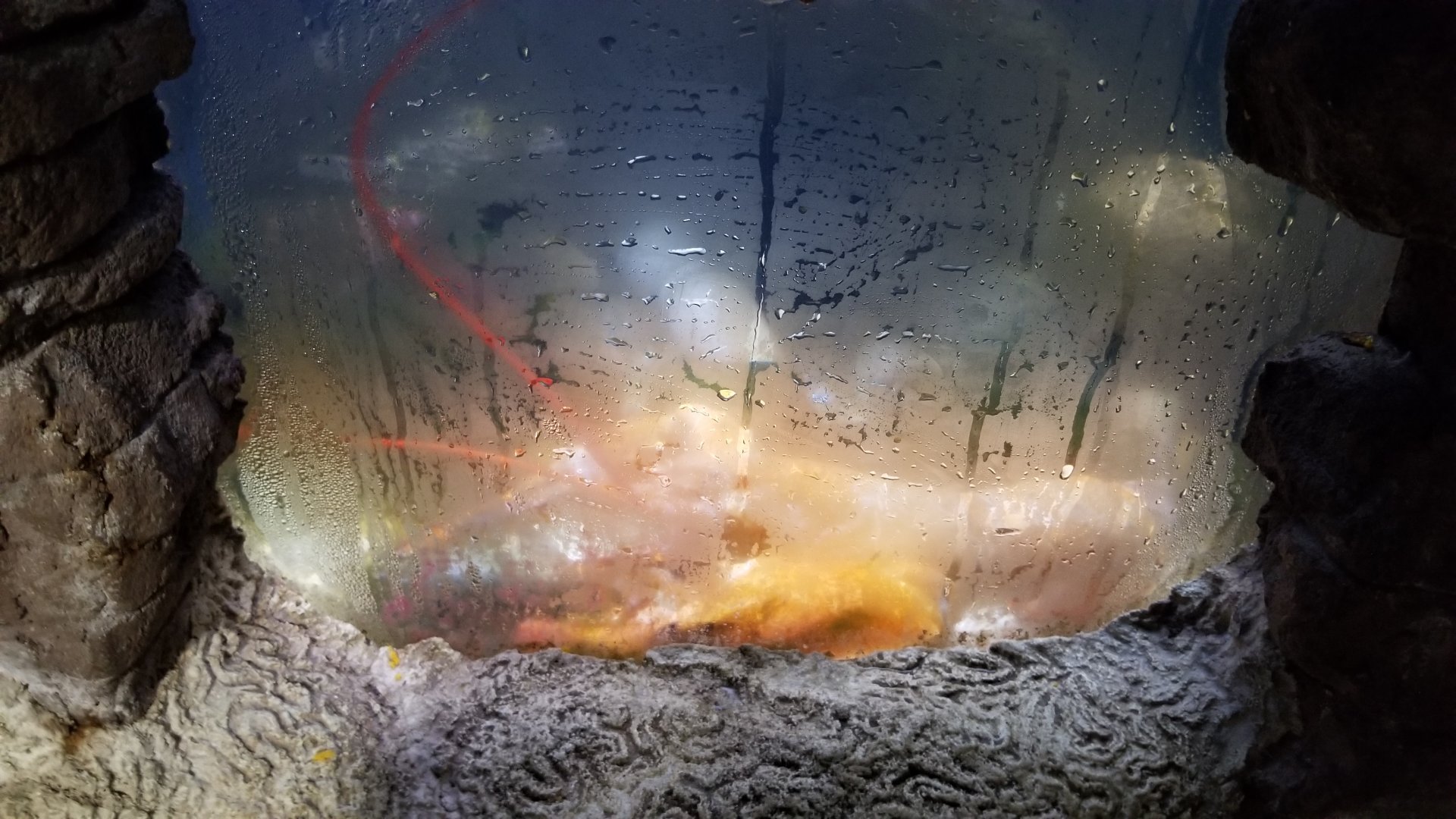 Long Island Aquarium - Crab villa, American lobster