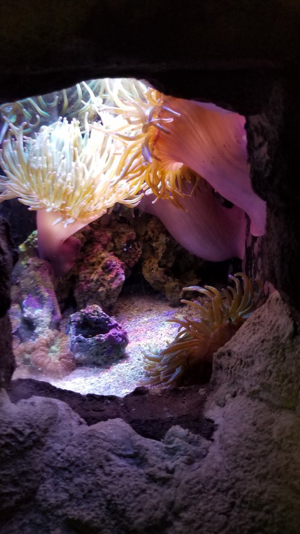 Long Island Aquarium - Crab villa, anemones