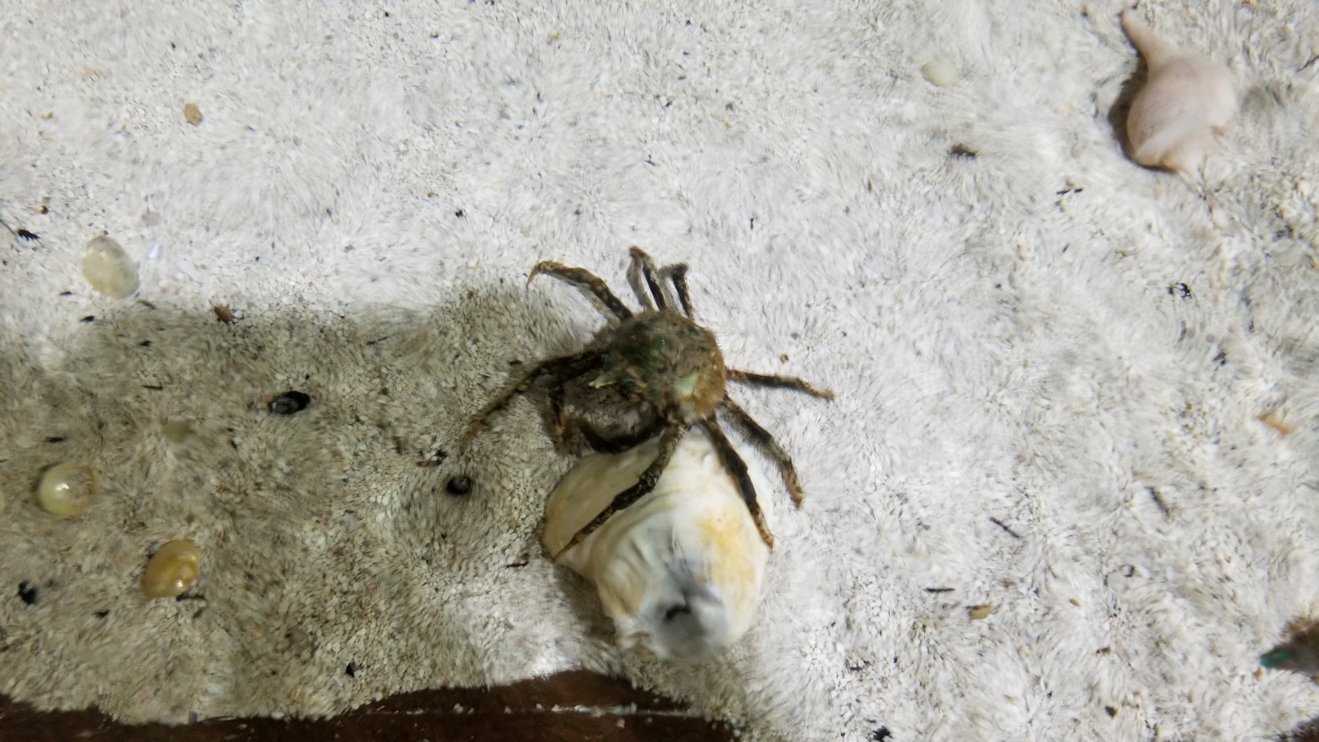 Long Island Aquarium - Crab villa, crab in touch tank
