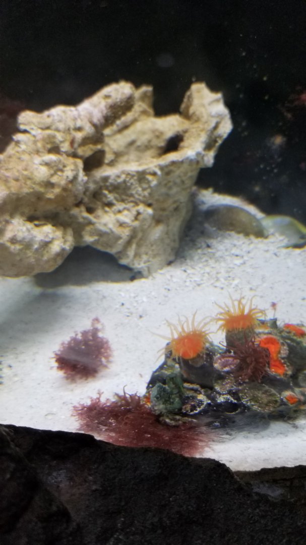 Long Island Aquarium - Crab villa, Emerald crab