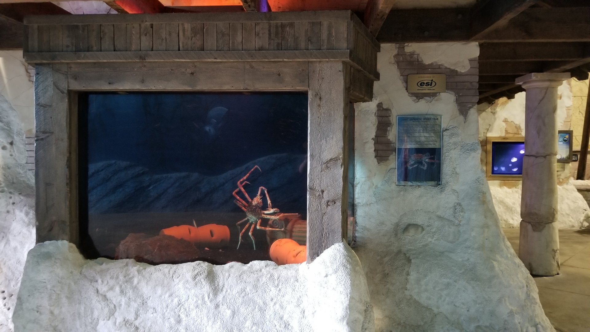 Long Island Aquarium - Crab villa, Japanese spider crab