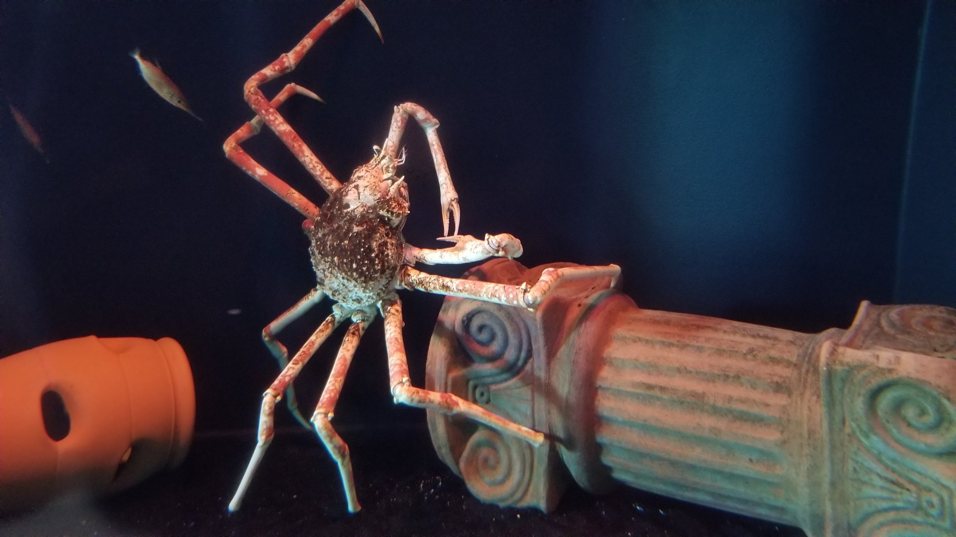 Long Island Aquarium - Crab villa, Japanese spider crab