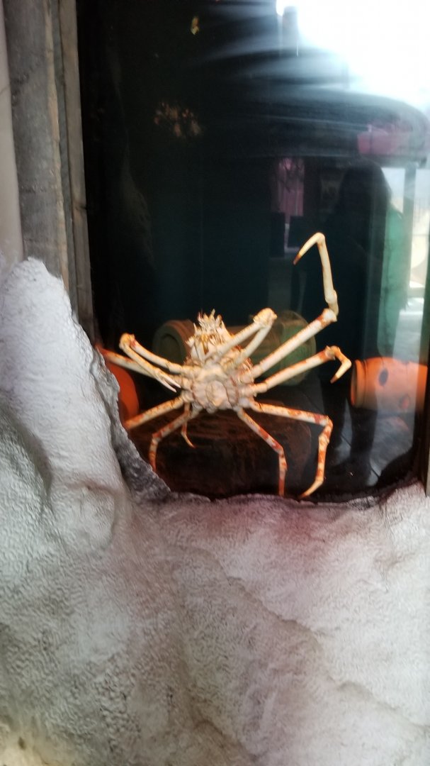 Long Island Aquarium - Crab villa, Japanese spider crab