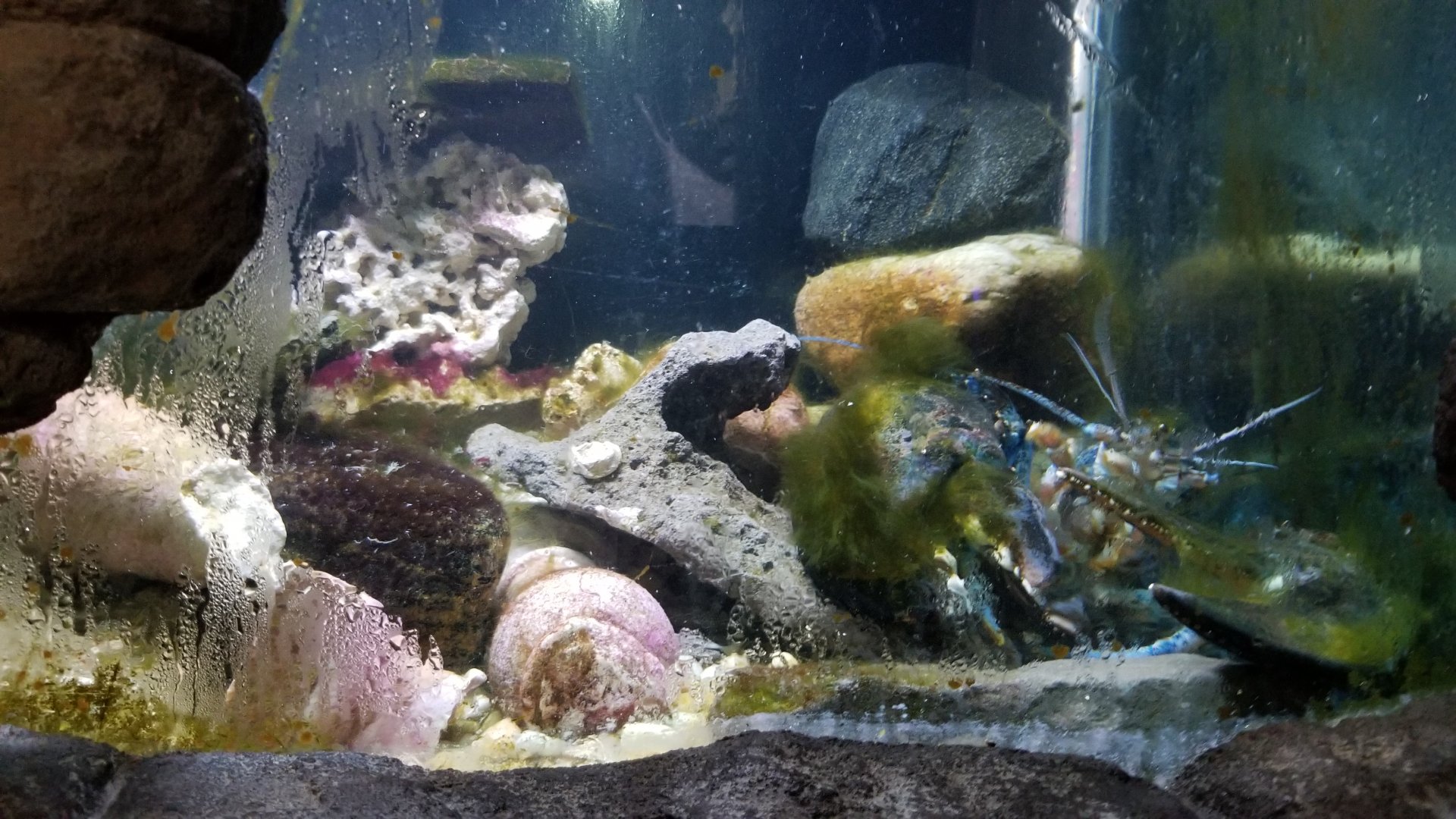 Long Island Aquarium - Crab villa, lobster