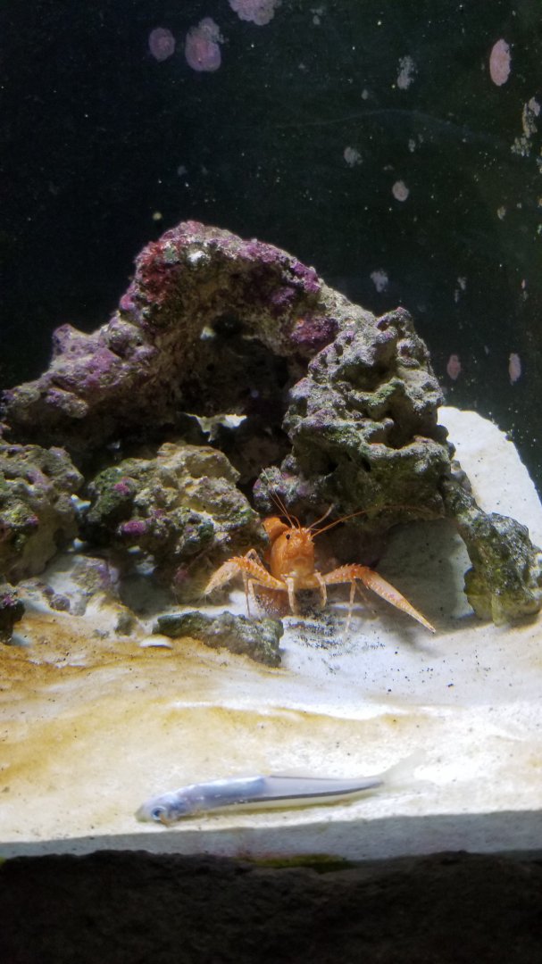 Long Island Aquarium - Crab villa, purple lobster