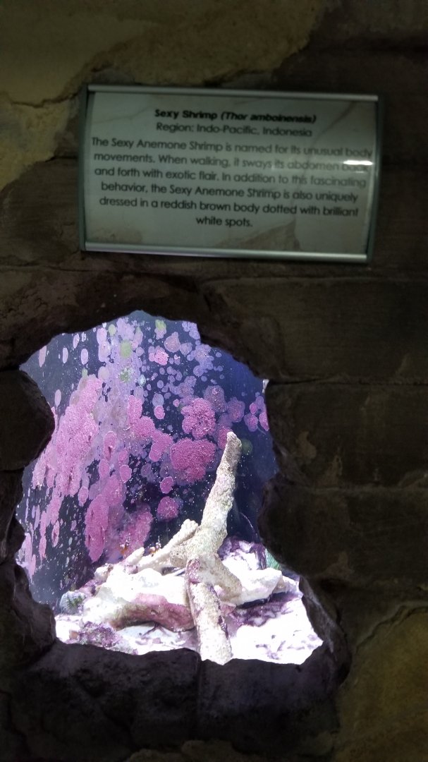 Long Island Aquarium - Crab villa, sexy shrimp