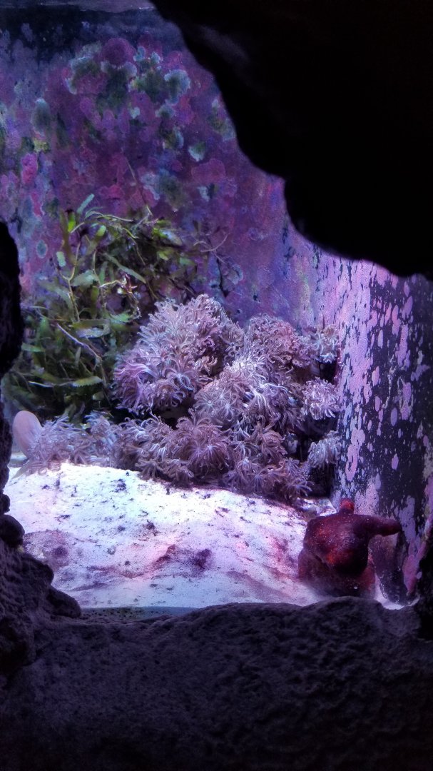 Long Island Aquarium - Crab villa, sexy shrimp