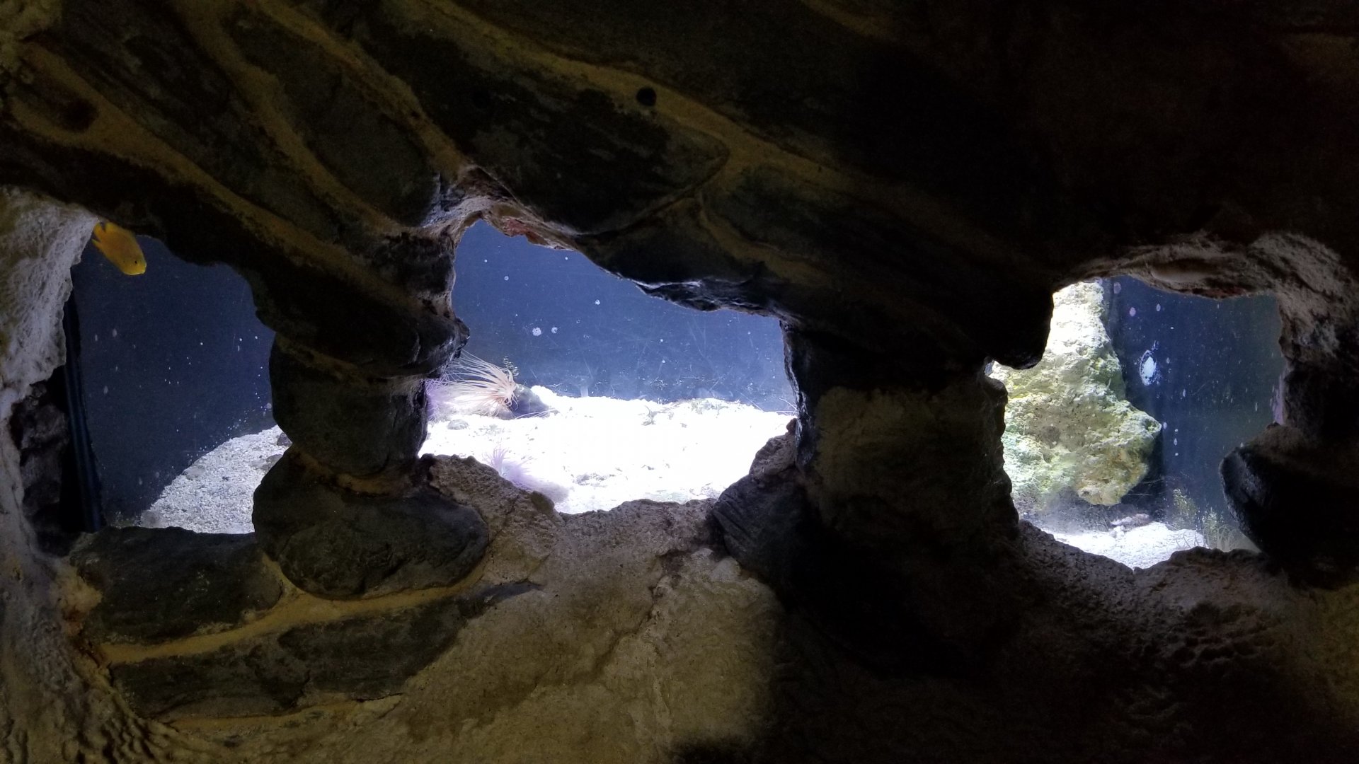 Long Island Aquarium - Crab villa