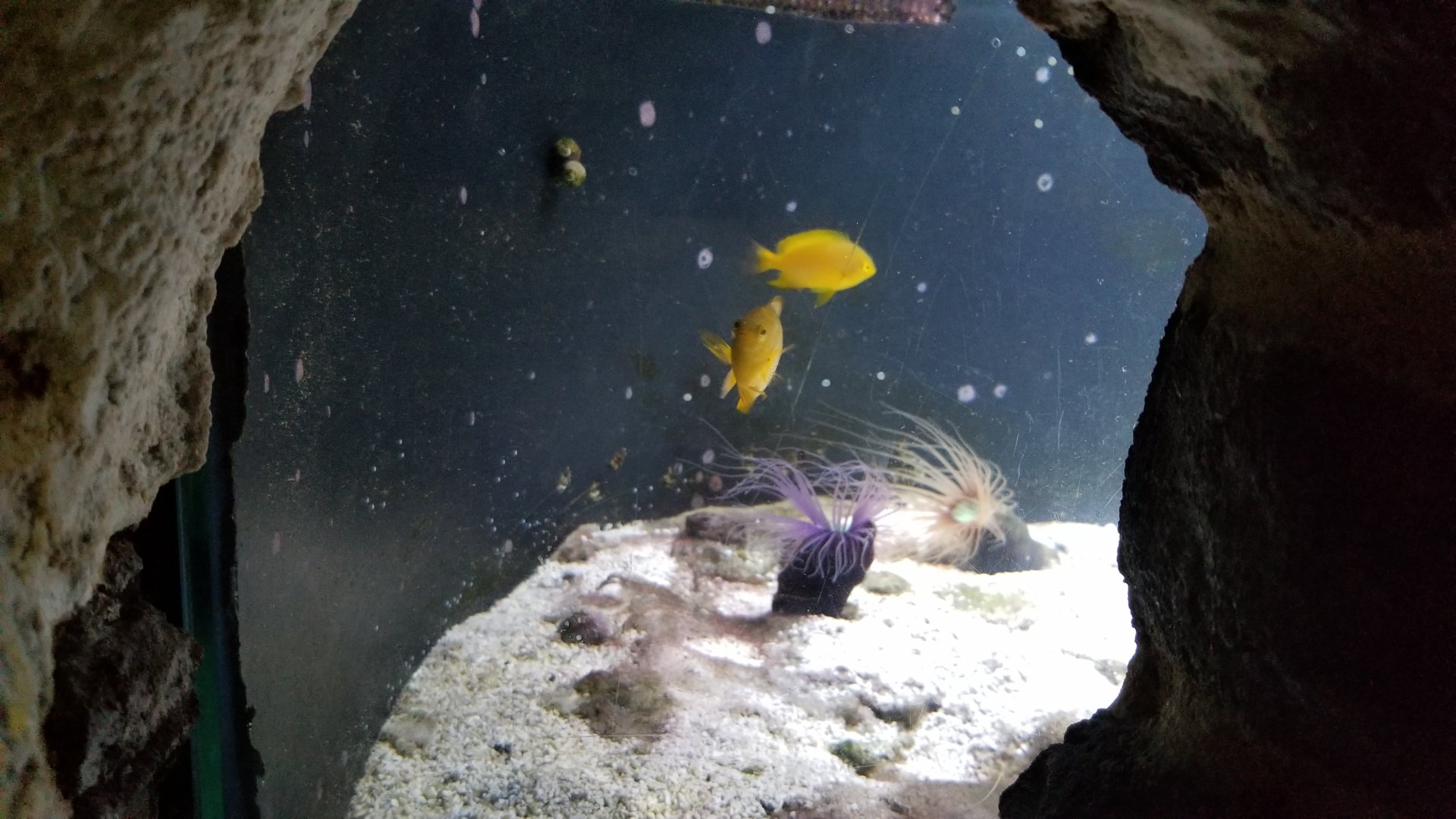 Long Island Aquarium - Crab villa