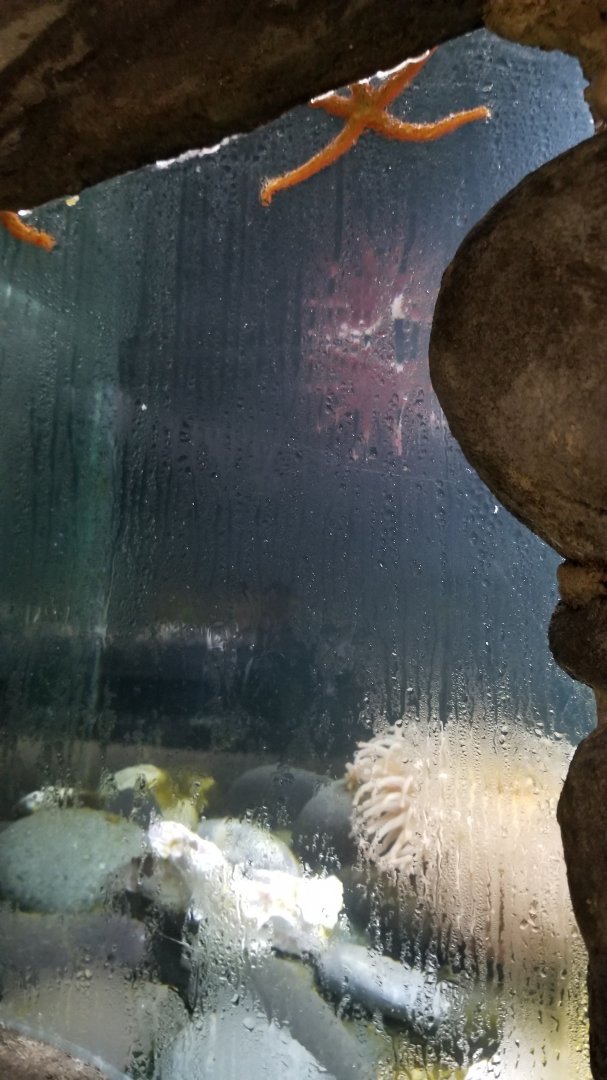 Long Island Aquarium - Crab villa