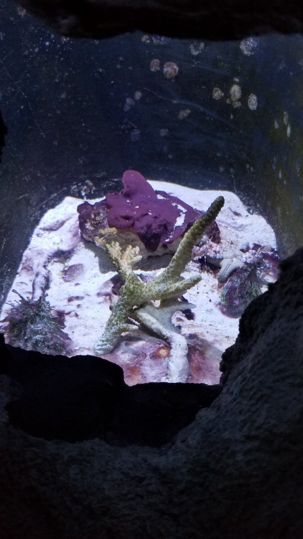 Long Island Aquarium - Crab villa