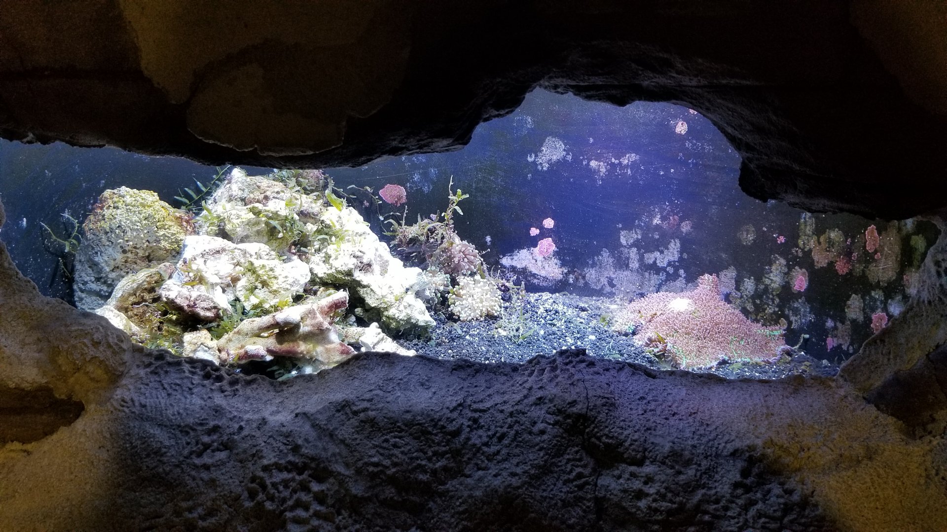 Long Island Aquarium - Crab villa
