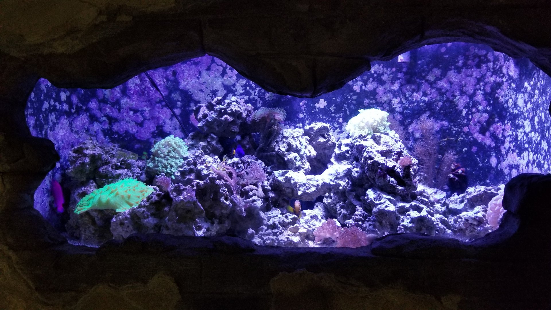 Long Island Aquarium - Crab villa