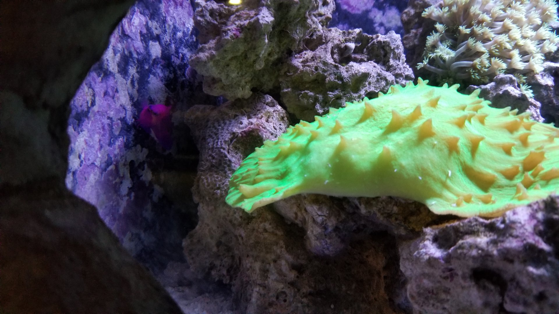 Long Island Aquarium - Crab villa