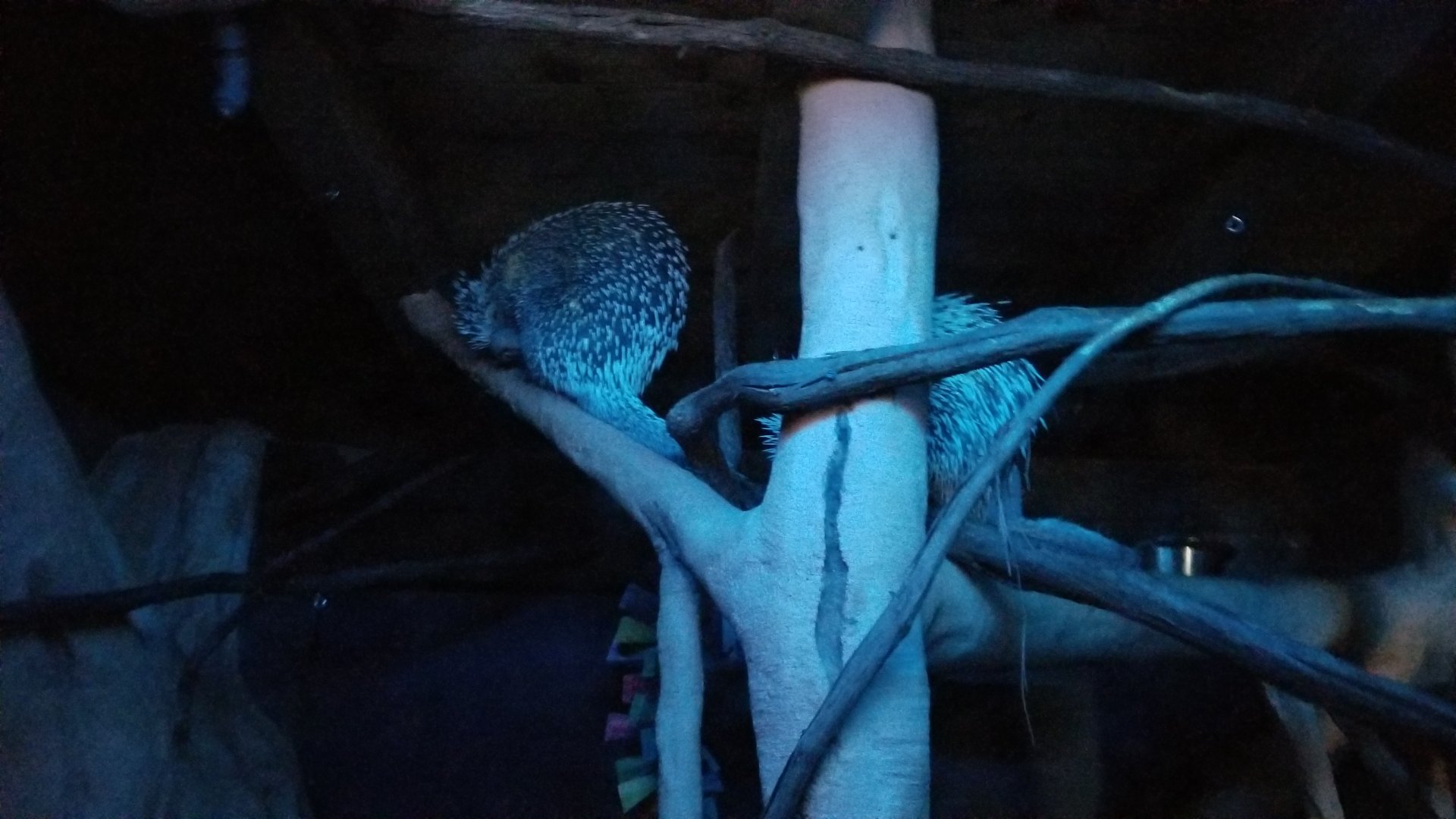 Long Island Aquarium - Creatures of the Night