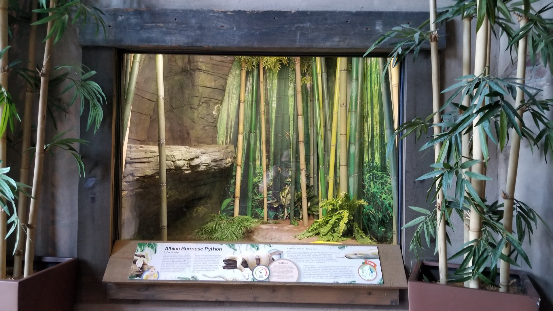 Long Island Aquarium - Critter Corner, burmese python