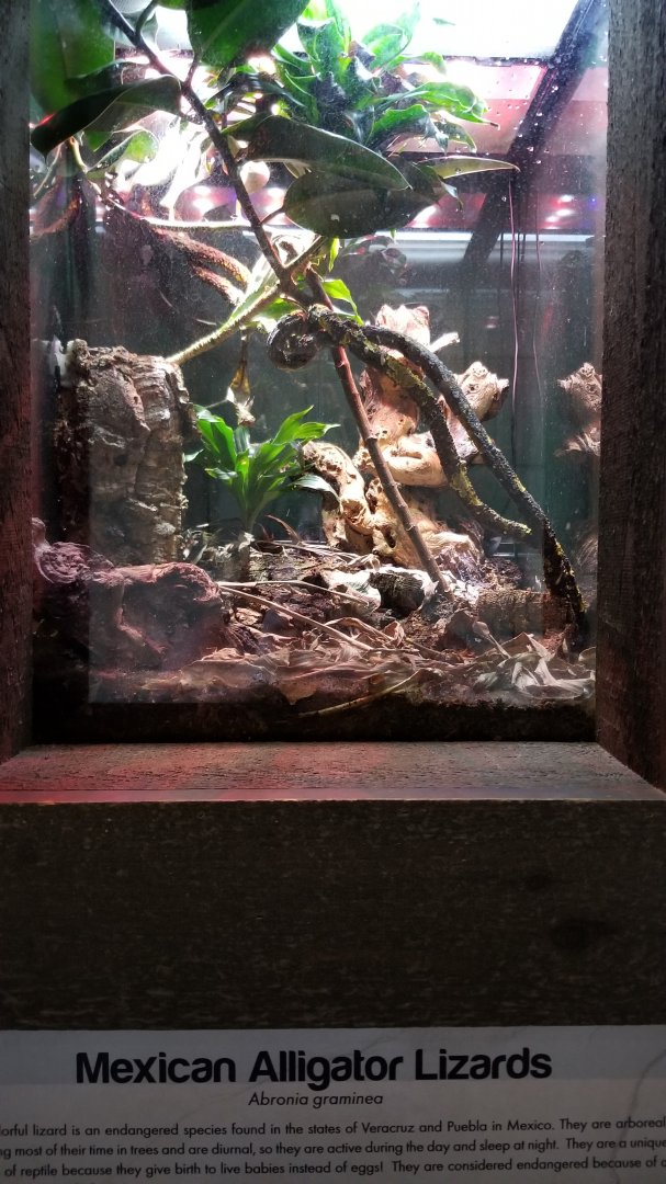 Long Island Aquarium - Critter Corner, mexican alligator lizards