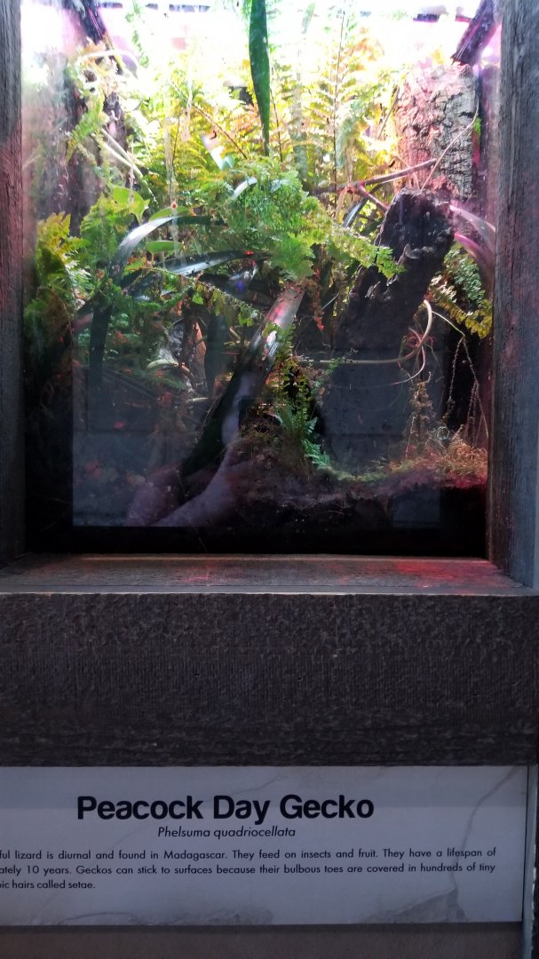 Long Island Aquarium - Critter Corner, peacock day gecko