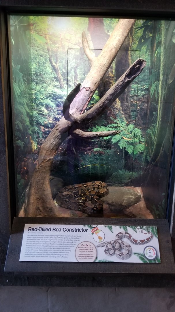 Long Island Aquarium - Critter Corner, redtailed boa