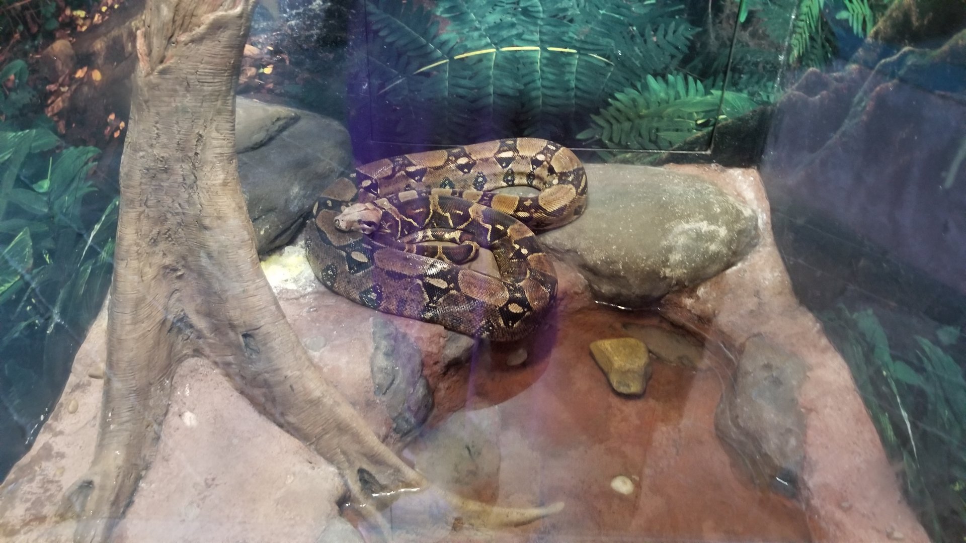 Long Island Aquarium - Critter Corner, redtailed boa