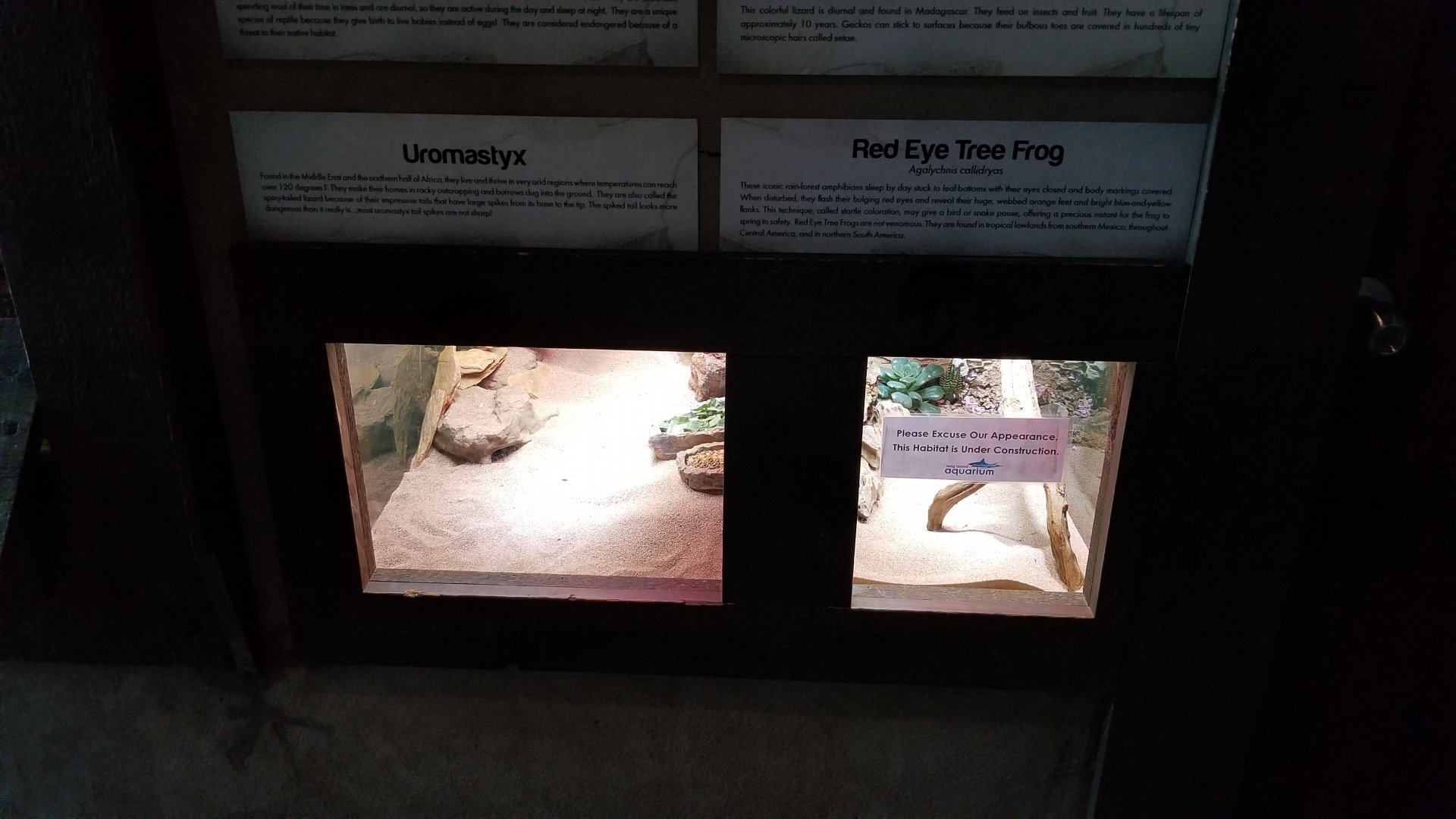 Long Island Aquarium - Critter Corner, uromastyx, empty