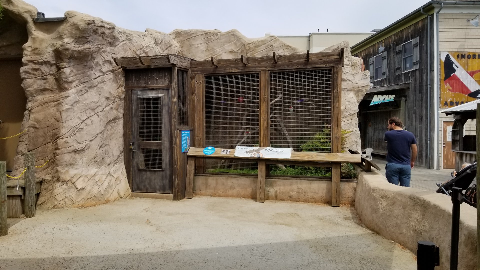 Long Island Aquarium - Critter Cove, barred owl