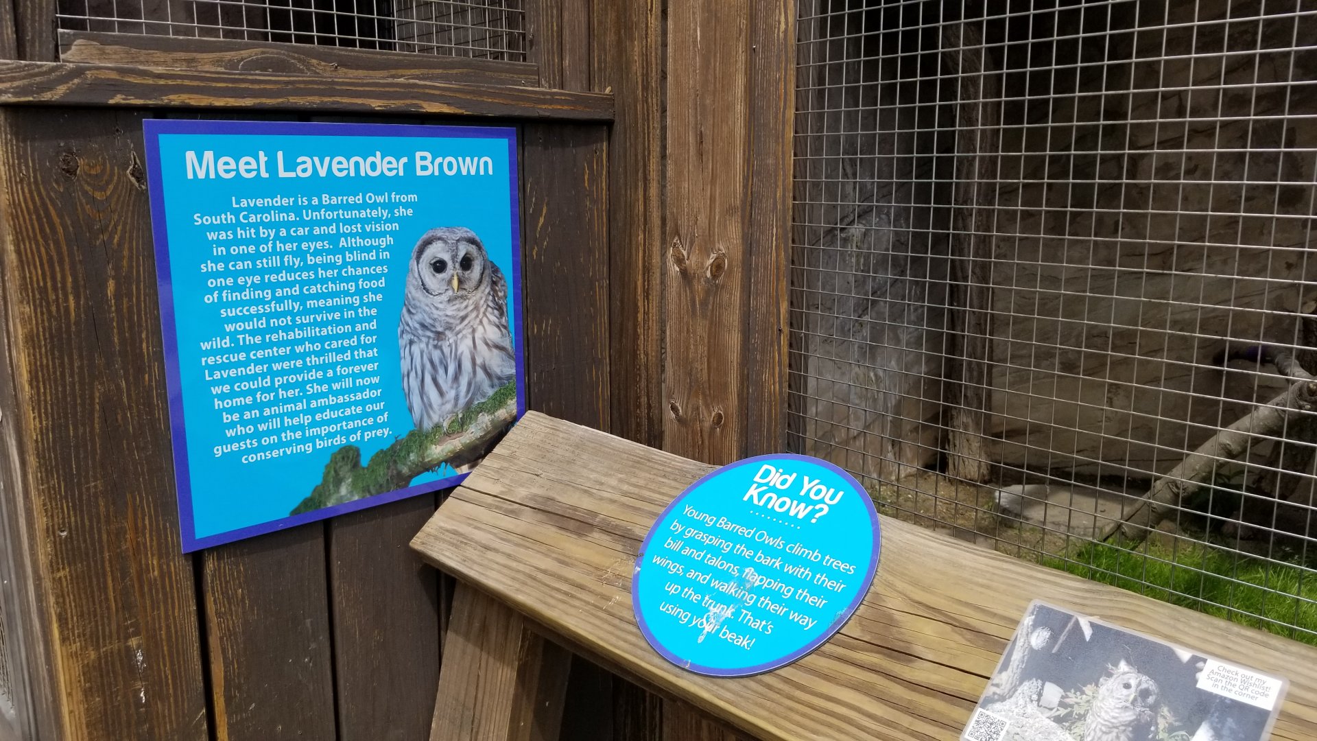 Long Island Aquarium - Critter Cove, barred owl