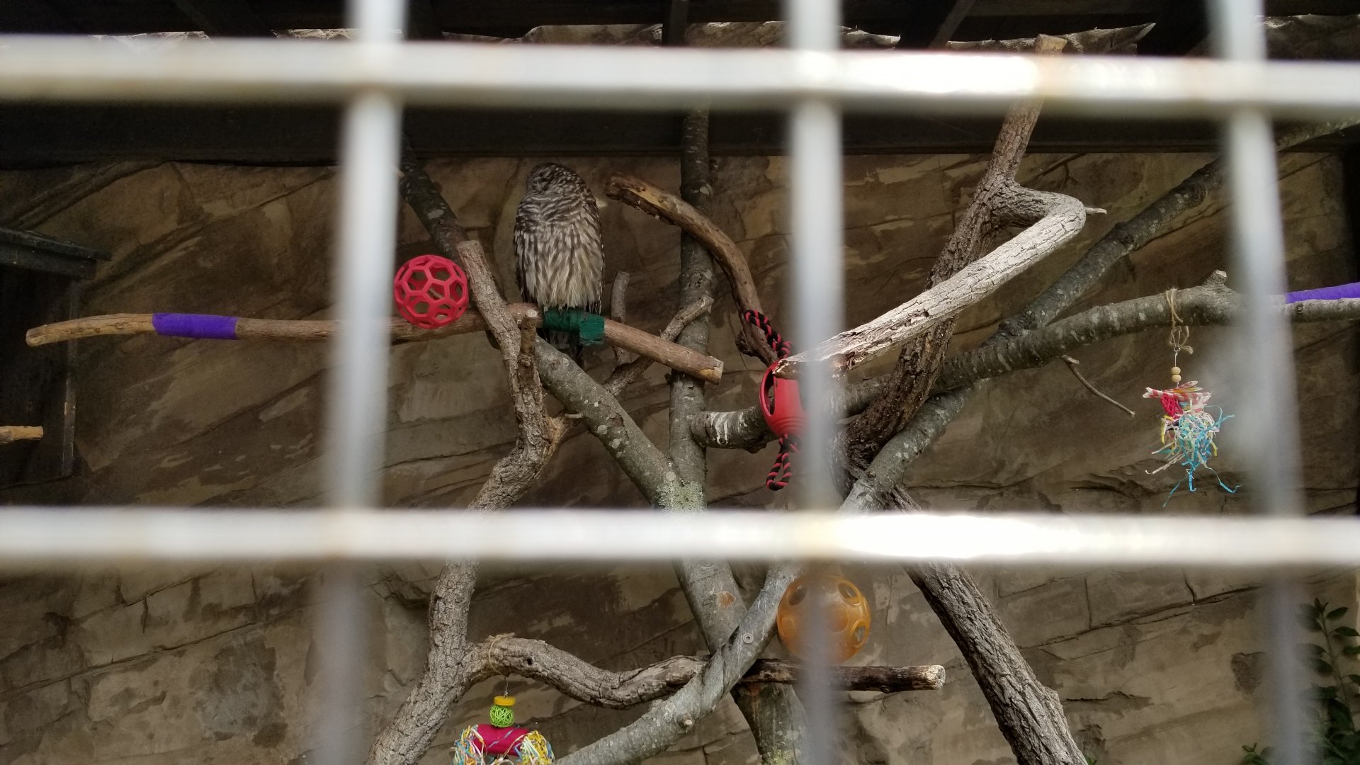 Long Island Aquarium - Critter Cove, barred owl