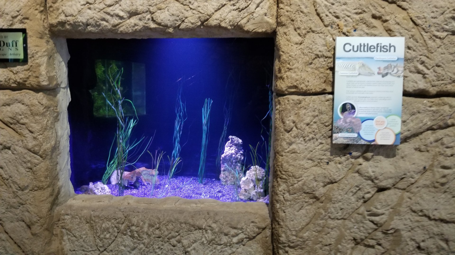 Long Island Aquarium - Cuttlefish tank