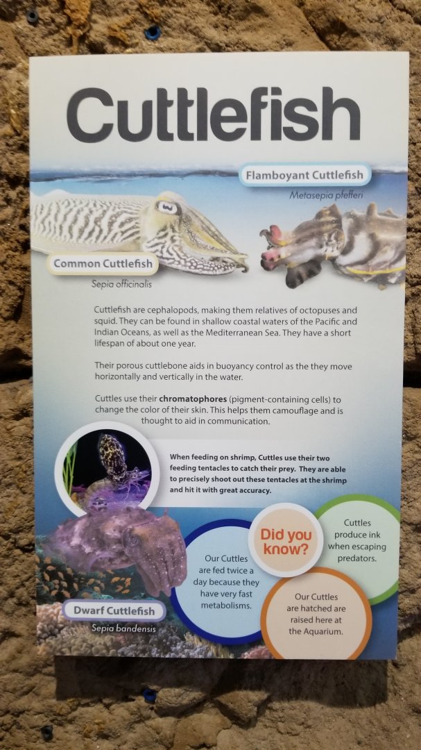 Long Island Aquarium - Cuttlefish tank