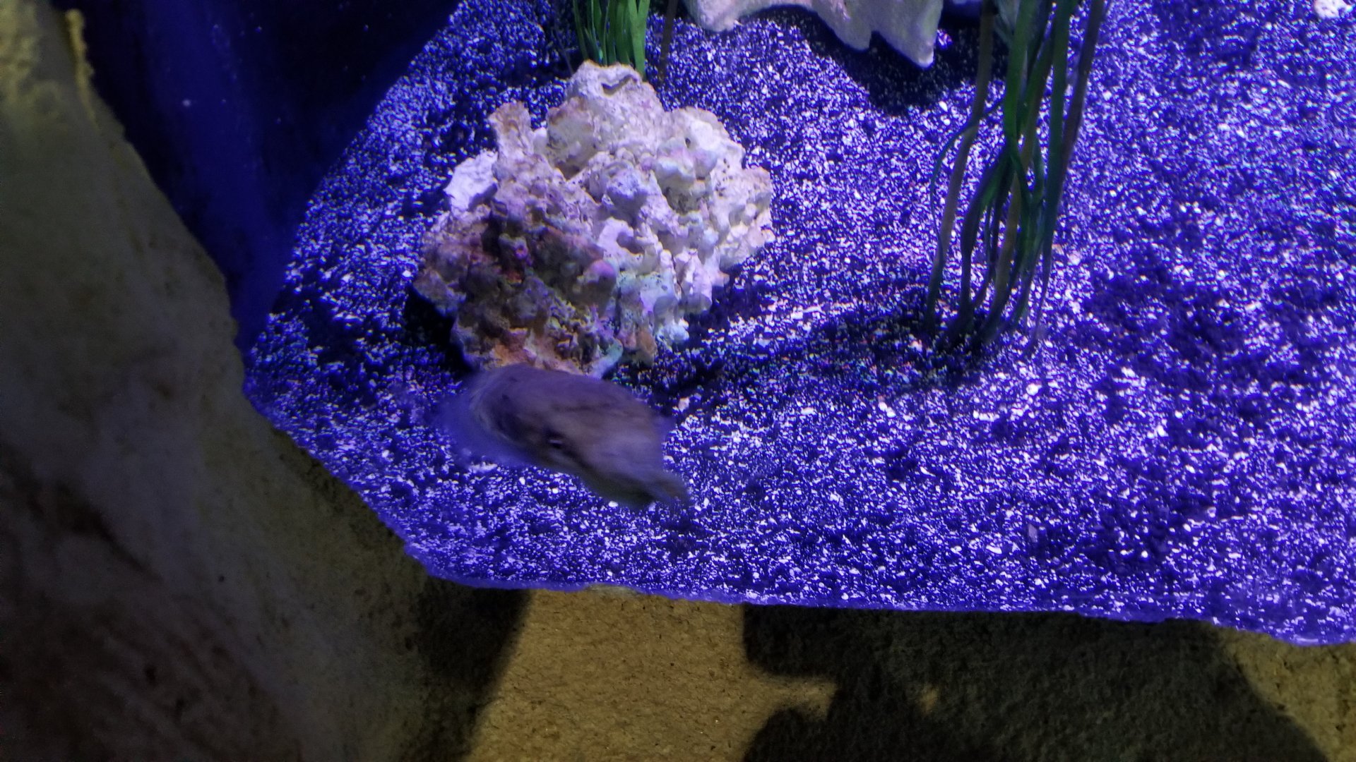 Long Island Aquarium - Cuttlefish tank