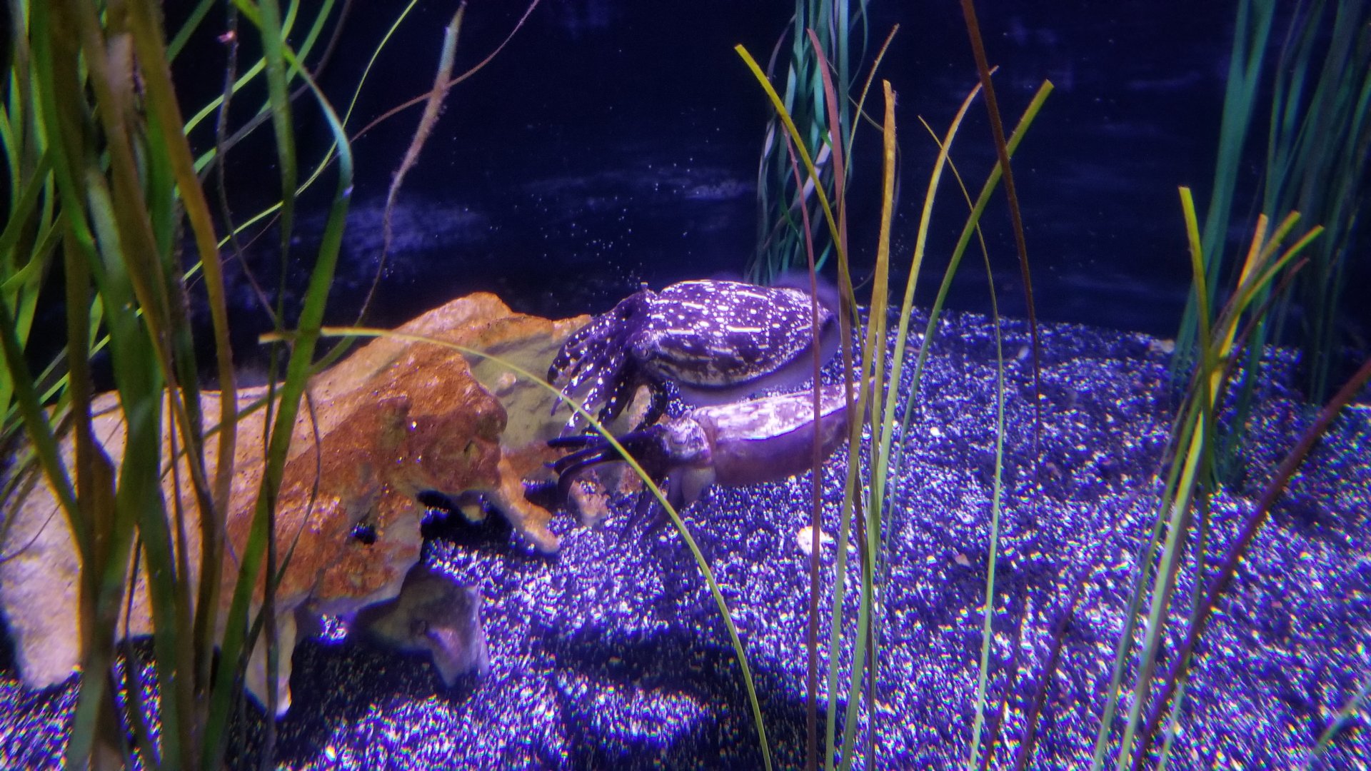 Long Island Aquarium - Cuttlefish tank