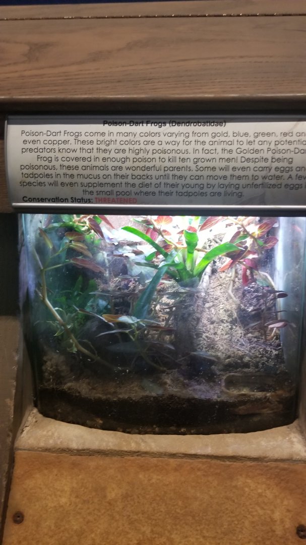 Long Island Aquarium - Dart frogs, only saw one azure