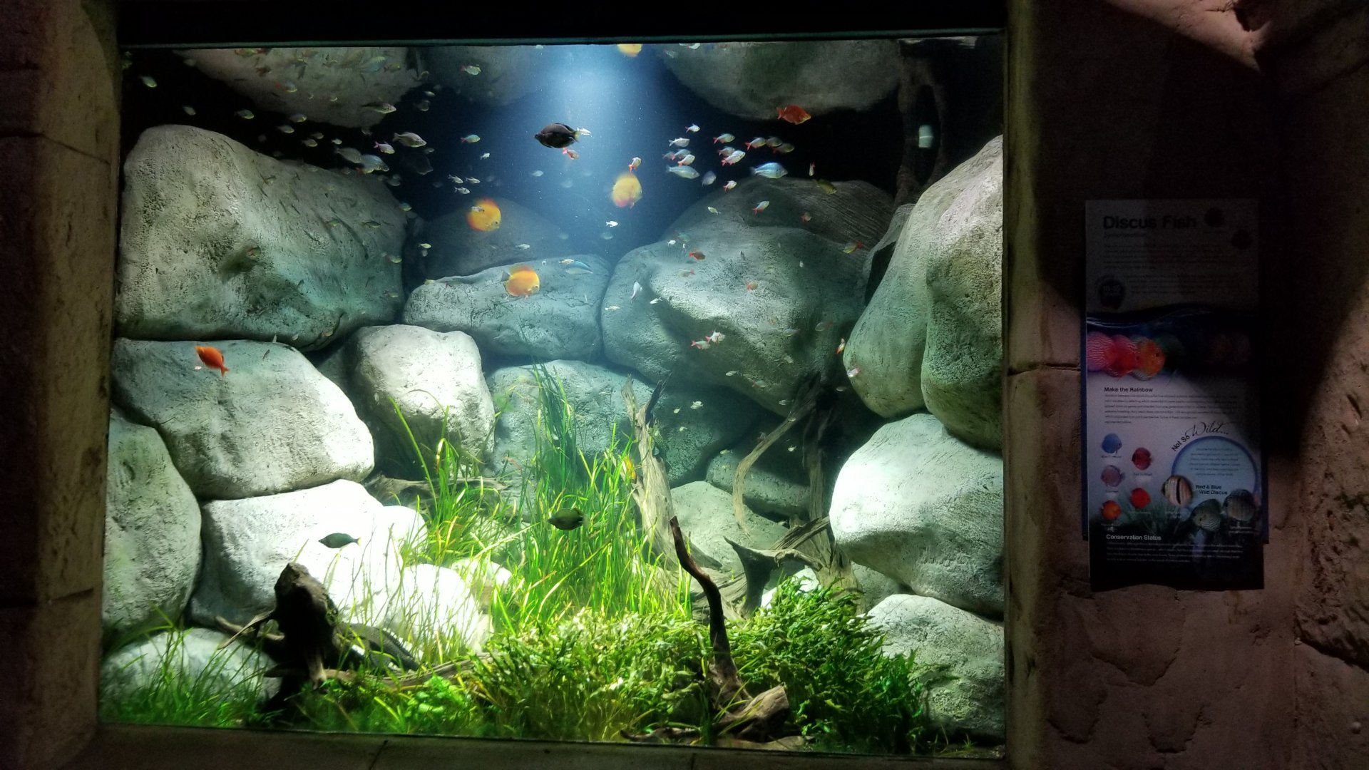 Long Island Aquarium - Discus tank