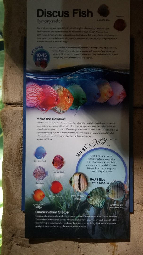 Long Island Aquarium - Discus tank