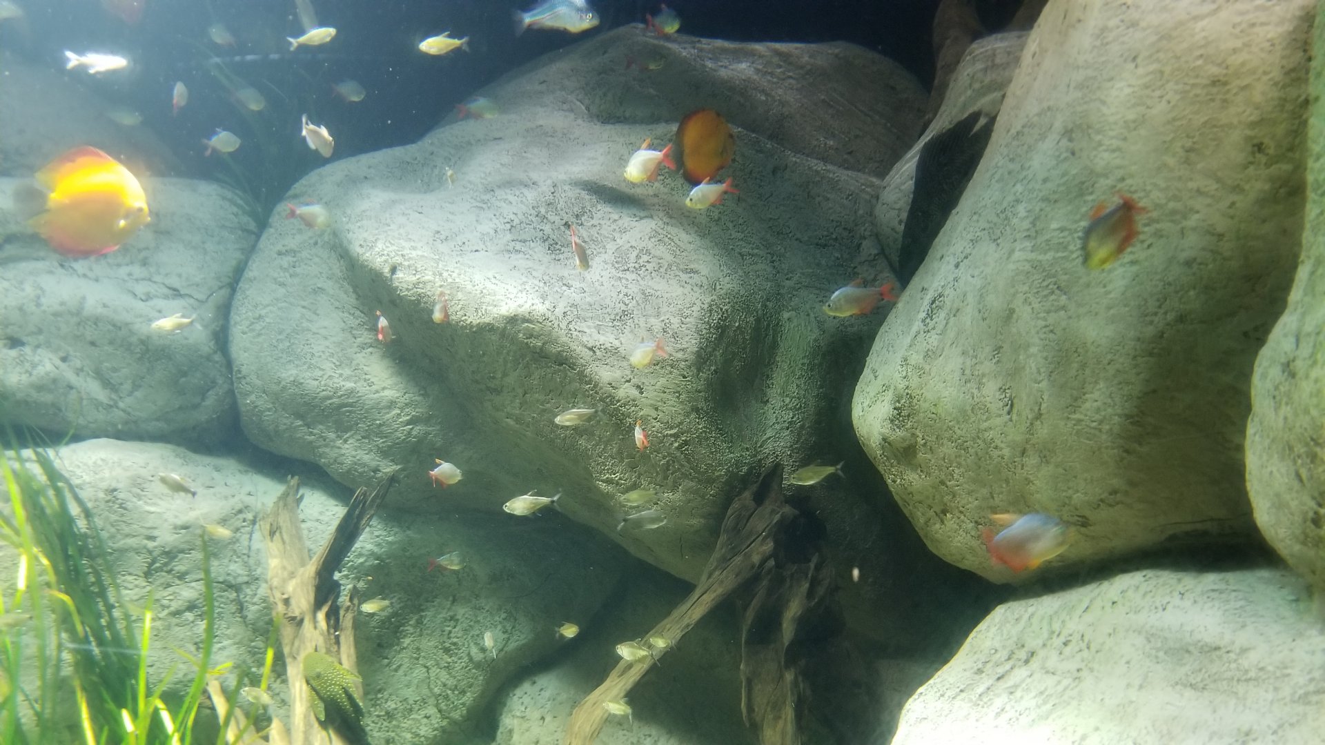Long Island Aquarium - Discus tank