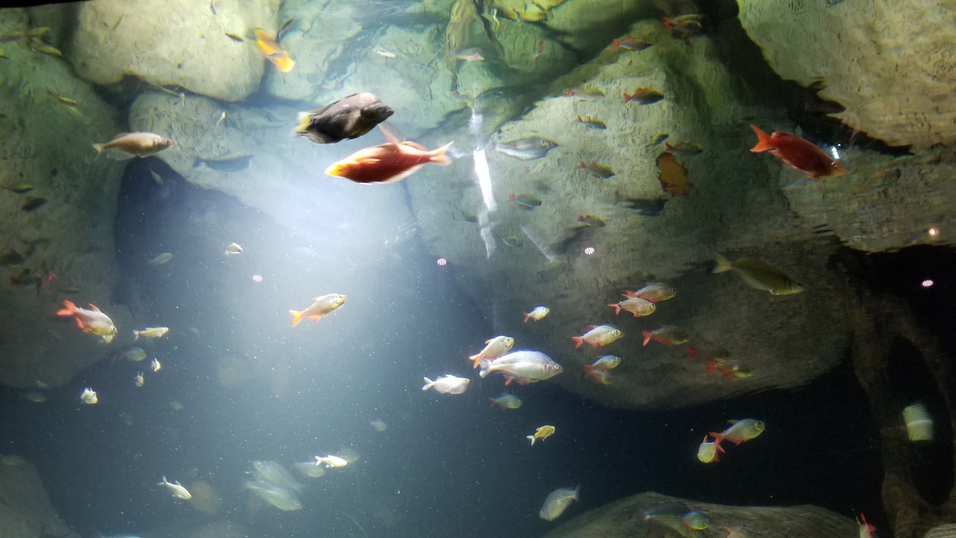 Long Island Aquarium - Discus tank