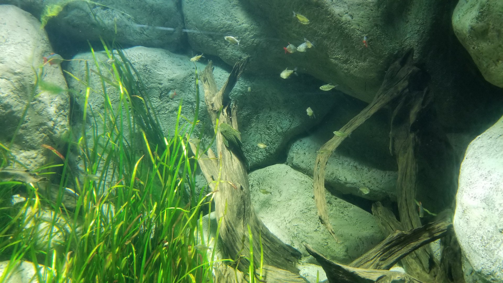 Long Island Aquarium - Discus tank